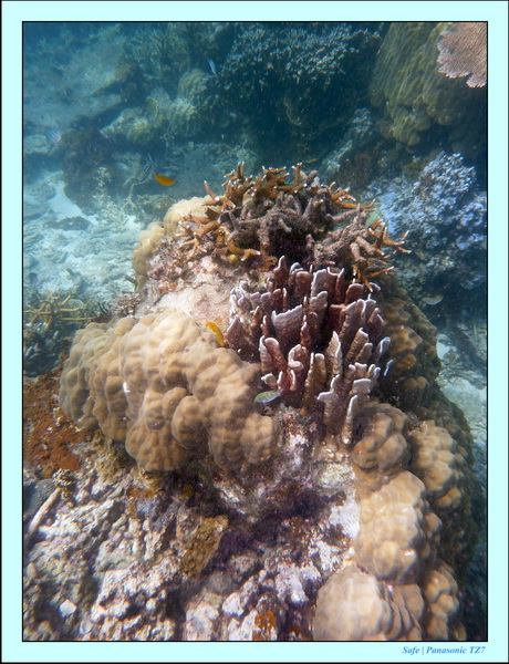 2009   07   Perhentians 062